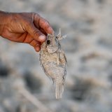 Le militant environnementaliste Ahmed Saleh Neema pointe du doigt "une hausse des températures" provoquant une évaporation accrue et "le faible débit d'eau", ce qui a pour conséquences "un manque d'oxygène et une hausse de la salinité". (photo d'a...
